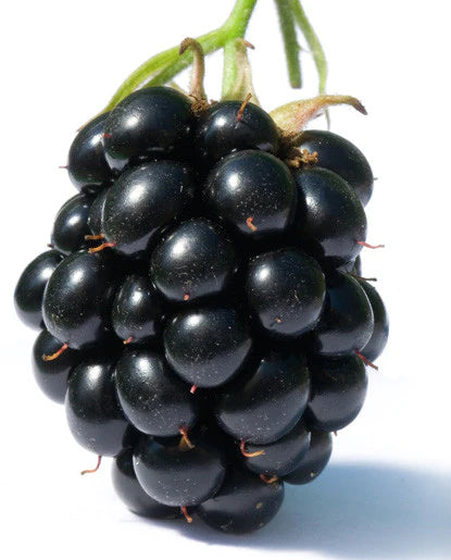 Blackberry Natural Flavor